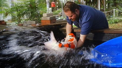 mongo koi fish